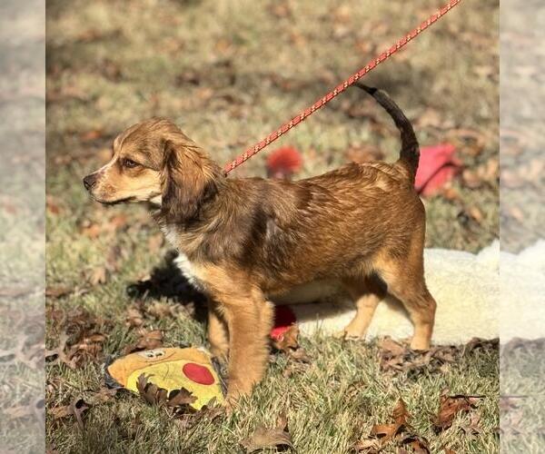 Medium Photo #3 Australian Shepherd-Cocker Spaniel Mix Puppy For Sale in Yardley, PA, USA