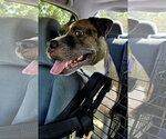 Holiday - Female American Staffordshire Terrier-Unknown Mix Dog for Adoption - Small photo