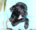 Small Photo #3 Mutt Puppy For Sale in Prattville, AL, USA