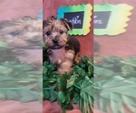 Small Photo #22 Yorkshire Terrier Puppy For Sale in AKRON, OH, USA