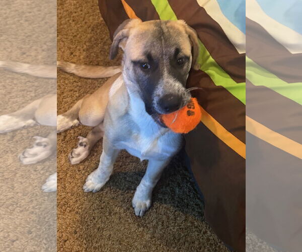 Medium Photo #4 Aussie Pyrenees Puppy For Sale in Wheaton, IL, USA