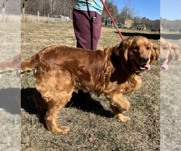 Medium Photo #3 Golden Retriever Puppy For Sale in NEOLA, WV, USA