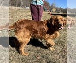 Small #2 Golden Retriever