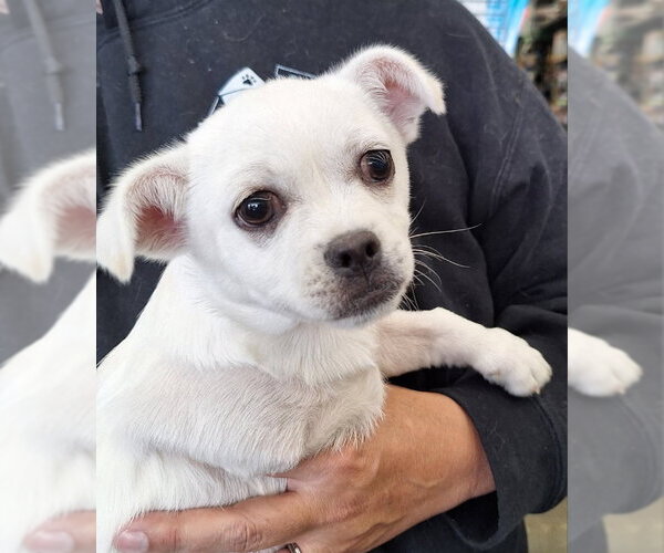 Medium Photo #1 Cheeks Puppy For Sale in House Springs, MO, USA