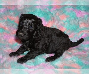 Labradoodle Puppy for sale in LA HABRA, CA, USA
