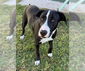 Labrador Retriever-Unknown Mix Dogs for adoption in Naples, FL, USA