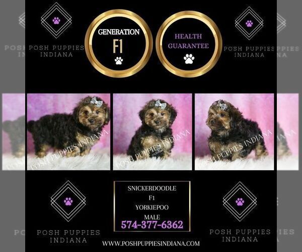 Medium Photo #2 YorkiePoo Puppy For Sale in WARSAW, IN, USA