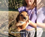 Puppy Blue Collar Dachshund