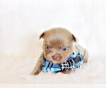 Puppy Nikola Chihuahua