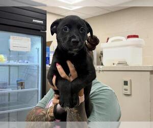 Border Collie-Unknown Mix Dogs for adoption in Grand Prairie, TX, USA