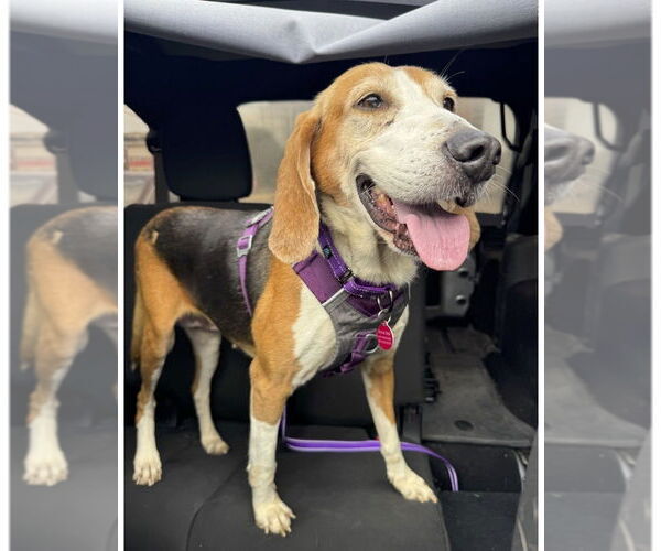 Medium Photo #4 Coonhound Puppy For Sale in Greenbelt, MD, USA