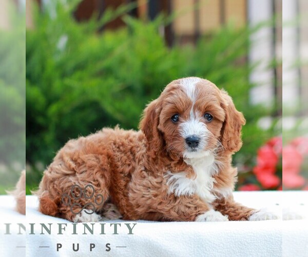 Medium Photo #4 Cavapoo (Miniature) Puppy For Sale in LITITZ, PA, USA