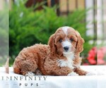 Small #3 Cavapoo (Miniature)