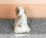 Small Photo #17 Cocker Spaniel Puppy For Sale in NAPPANEE, IN, USA