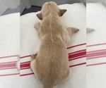 Small #8 English Cream Golden Retriever