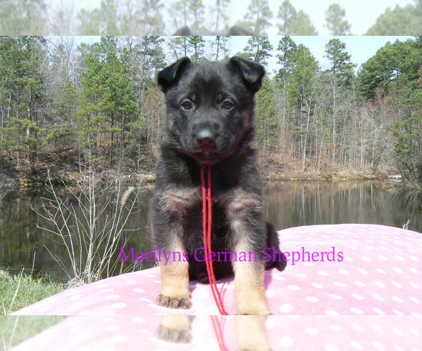 Medium Photo #5 German Shepherd Dog Puppy For Sale in PIEDMONT, MO, USA