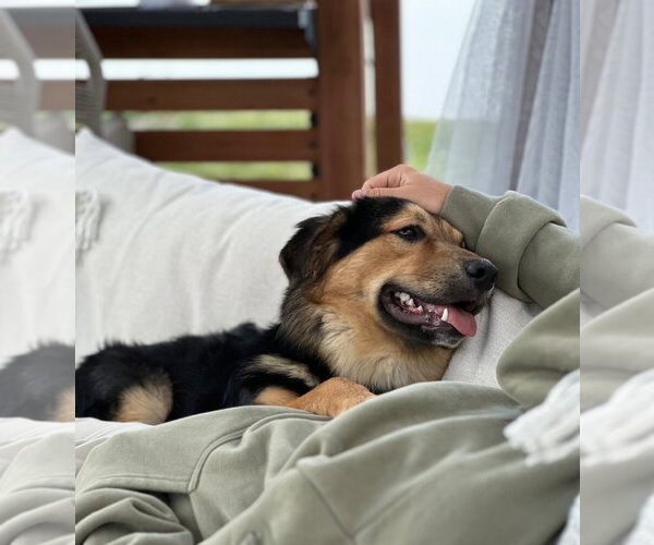 Medium Photo #4 Australian Shepherd-Unknown Mix Puppy For Sale in Sandy, UT, USA