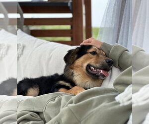 Zuess - Male Australian Shepherd-Unknown Mix Dog for Adoption - Photo #4