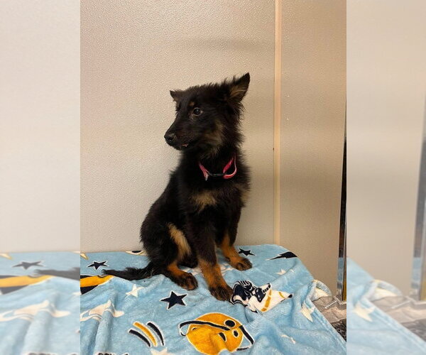 Medium Photo #2 Border-Aussie Puppy For Sale in Aurora, IN, USA