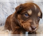 Small Photo #4 Australian Shepherd Puppy For Sale in FLORENCE, CO, USA
