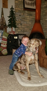 Medium Photo #1 Catahoula Leopard Dog Puppy For Sale in WEST BEND, WI, USA