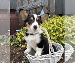 Small #3 Pembroke Welsh Corgi