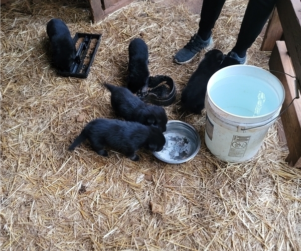 Medium Photo #3 German Shepherd Dog Puppy For Sale in NORCROSS, GA, USA