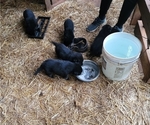 Small #2 German Shepherd Dog