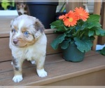 Puppy Cheif Miniature Australian Shepherd