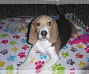 Beagle Puppy for sale in ORO VALLEY, AZ, USA