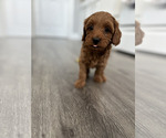 Small #1 Goldendoodle (Miniature)