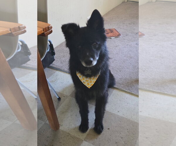 Medium Photo #5 Chow Chow-Unknown Mix Puppy For Sale in Davis, CA, USA