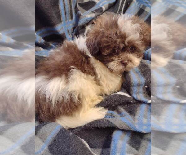 Medium Photo #1 ShihPoo Puppy For Sale in SALUDA, SC, USA