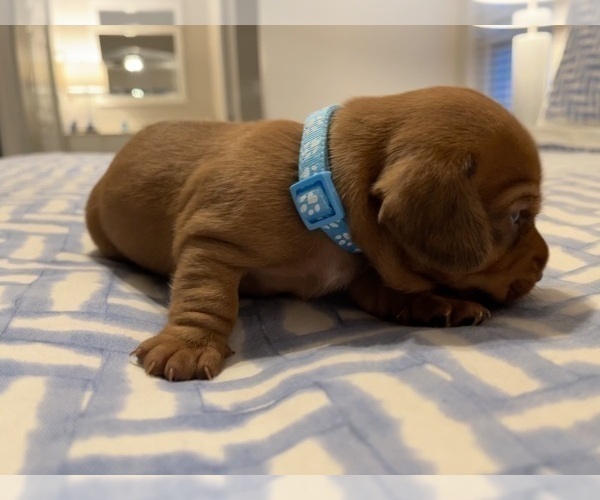 Medium Photo #5 Dachshund Puppy For Sale in CLEARWATER, FL, USA