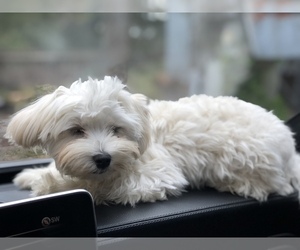 Maltipoo Puppy for sale in CLEVELAND, TN, USA