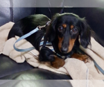 Small #2 Dachshund