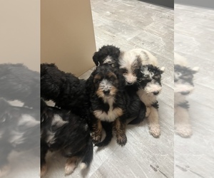 Aussiedoodle Puppy for sale in BREMEN, MN, USA
