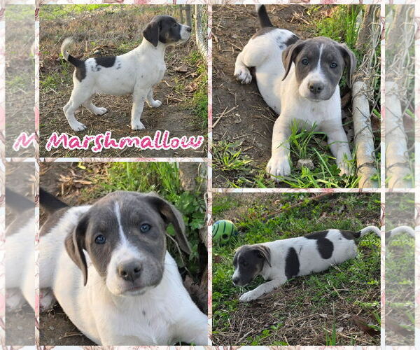 Medium Photo #1 Labbe Puppy For Sale in Blacksburg, SC, USA