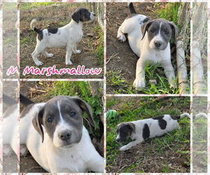 Labbe Dogs for adoption in Blacksburg, SC, USA