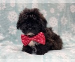 Small Photo #10 ShihPoo Puppy For Sale in LAKELAND, FL, USA