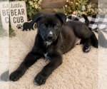 Small #2 Labrador Retriever Mix