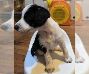 Maltipoo Dogs for adoption in San Antonio, TX, USA