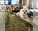 Small #16 Maltese