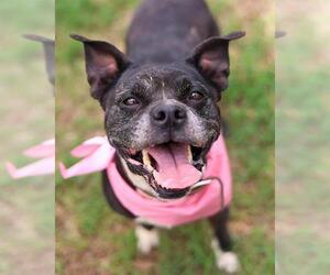 Mutt Dogs for adoption in San Antonio, TX, USA