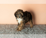 Small Photo #5 Poodle (Miniature) Puppy For Sale in MILLERSBURG, IN, USA