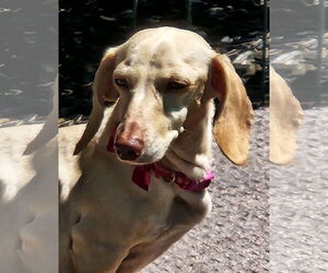 Luna in KY - Female Dachshund Dog for Adoption - Photo #4