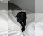 Small Photo #16 Cane Corso Puppy For Sale in TRACY, CA, USA