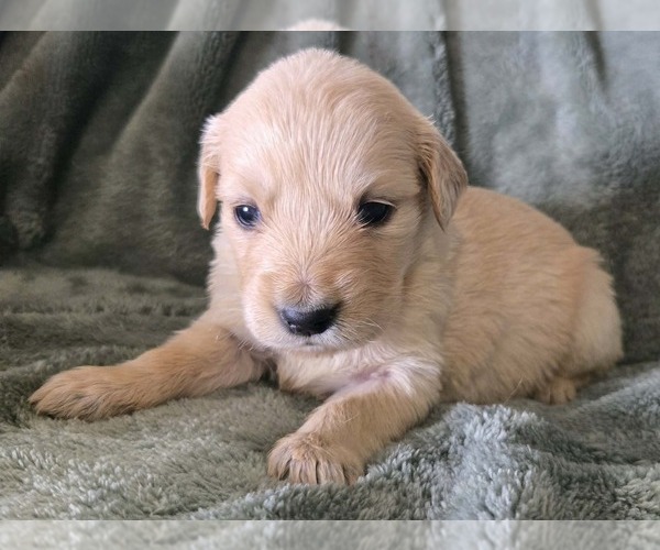 Medium Photo #1 Golden Retriever Puppy For Sale in RIGA, MI, USA