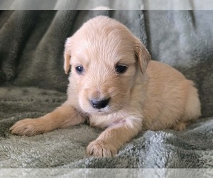 Golden Retriever Puppy for sale in RIGA, MI, USA