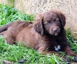 Puppy Olive Goldendoodle